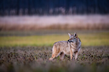 Coyote (Canis latrans) Standing Alert in Open Field at Dusk — Wildlife Portrait