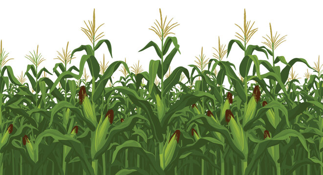 Lush green cornfield with mature plants ready for harvest, featuring visible ears of corn and golden tassels.