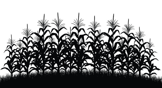 Silhouette of a cornfield with mature stalks and tassels against a white background, representing agriculture and farming.