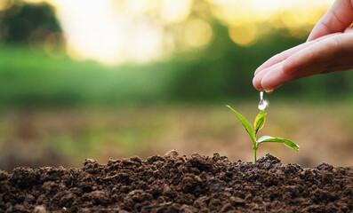 hand is pouring water on a small plant in the dirt