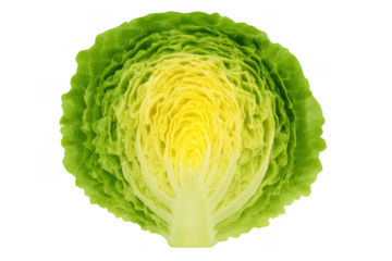 Fresh romaine lettuce half cut, showing crisp green leaves and yellow core, preparing healthy food salads