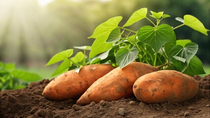 Freshly harvested sweet potatoes glistening in sunlight with vibrant green leaves resting on fertile brown earth ready for your healthy recipes