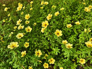 Obraz premium damiana flower in the morning
