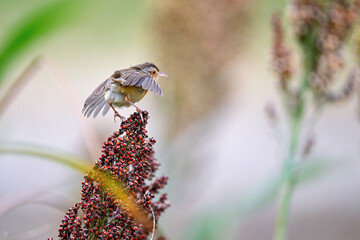 flying birds in the wildlife © Bai