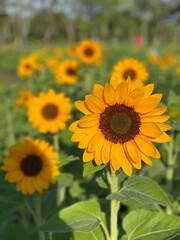sunflower field in summer