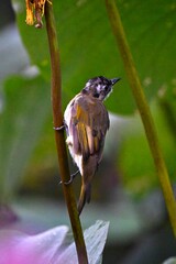 female cardinal on a branch