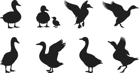 Duck silhouette illustration, flying and walking ducks, animal poses, bird shapes, vector wildlife, duckling and parent, black silhouettes