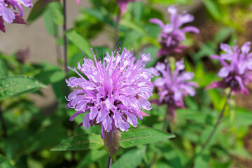 Close-up of fragrant pink monarda flowers in a garden.