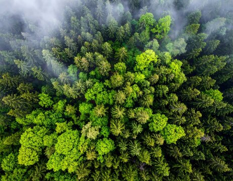 An aerial shot captures a dense, vibrant forest canopy. The trees are a rich green, and a low-lying mist partially obscures the view - Powered by Adobe
