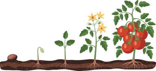 Tomato plant growth stages, seed to fruit, biology illustration, gardening cycle, educational chart, plant development, agriculture concept