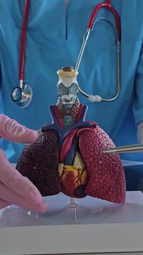 Medical professional demonstrates 3D model of human lungs and heart in a healthcare setting