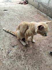 cat lying on the ground