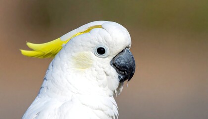 Obraz premium Close-up of a white bird with a yellow crest, looking to the side