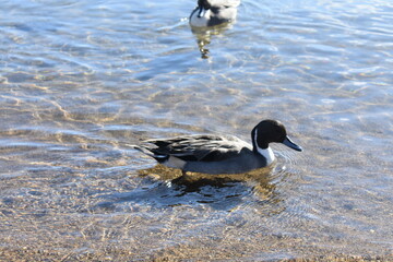 会津若松　猪苗代湖　鴨