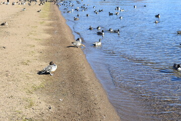 会津若松　猪苗代湖　鴨