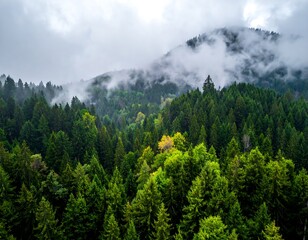 Lush, dense forestscape with fog-shrouded mountain and cloudy sky