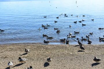 Obraz premium 会津若松 猪苗代湖 鴨