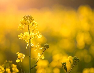 Close-up of bright yellow flowers with a blurred background of a field, bathed in warm sunlight. The details shine