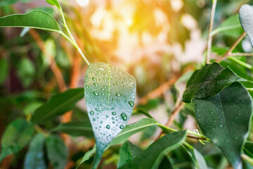 A close-up view of green leaves adorned with water droplets, capturing the freshness of nature in a bright, warm setting.