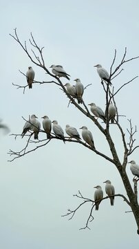 Group of white parrots perched on bare tree branches at dawn.