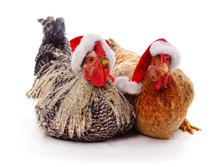 Two chickens wearing Santa hats.