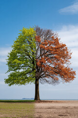 Obraz premium Tree showing seasonal change from winter to summer