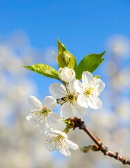 Close-up of delicate white blossoms against a vibrant blue sky