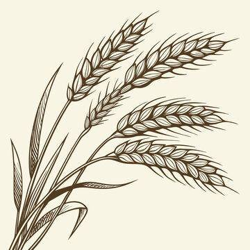 Detailed sepia toned sketch of mature wheat stalks with leaves and grains on a light background