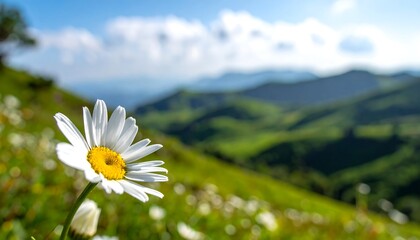 Daisy in focus, rolling green hills under a bright blue sky