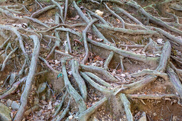 地面が削れてむき出しになった木の根
