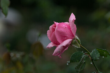 雨に濡れる一輪のチューリップの花