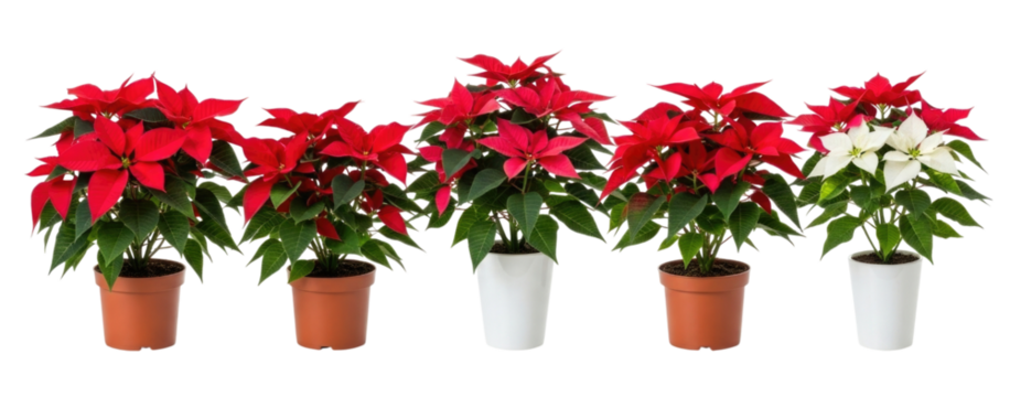 Five potted poinsettias red and white transparent background cutout png