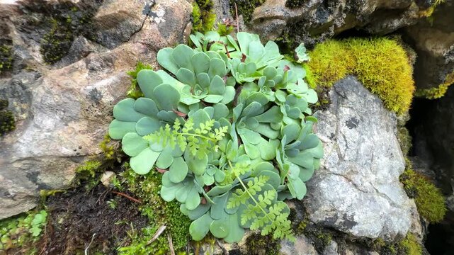 Succulent flowers are resistant to cold and have an unusual habitat