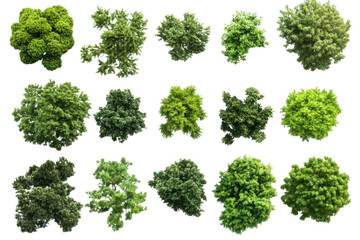 Collection of fresh green cannabis buds on a black background