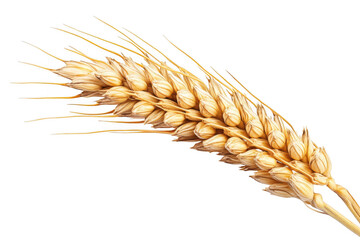 Golden wheat stalk isolated on a black background