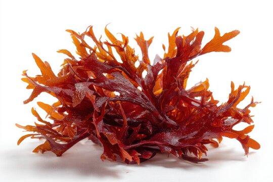 Irish moss carrageen red seaweed enriched with astaxanthin for health and culinary uses found in coastal regions