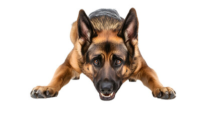 Obraz premium Majestic german shepherd lowering body stance isolated on transparent background