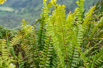 Fototapeta premium Nephrolepis exaltata, sword fern or Boston fern, is a species of fern in the family Nephrolepidaceae. Top of Poamoho Trail, Honolulu,Windward Coast Oahu, Hawaii. Koʻolau Range ( shield volcano ). 