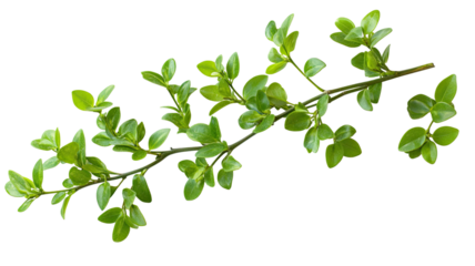 Green boxwood branch with dense vibrant foliage and neatly shaped evergreen texture shown clearly isolated on white background