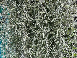 Close up view of Moses beard plant is the common name for Tillandsia usneoides, also known as Spanish moss