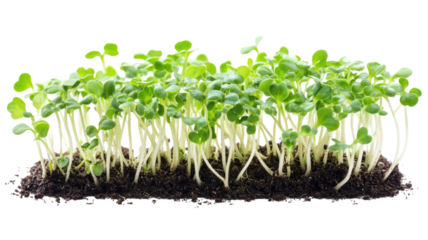 Fresh organic radish sprouts growing in nutrient soil with vibrant green stems and natural micro green development isolated on white background