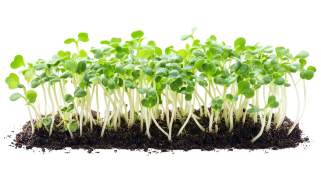 Fresh organic radish sprouts growing in nutrient soil with vibrant green stems and natural micro green development isolated on white background