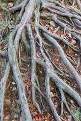 地面が削れてむき出しになった木の根