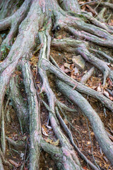 地面が削れてむき出しになった木の根