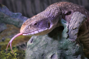 a close up of a savannah also known as a bosc monitor, Varanus exanthematicus. It is of the head and it has its forked tongue sticking out. 