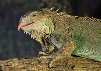 A close up half length portrait of a green iguana, Iguana iguana, as it stands on a branch. It has its tongue out and is taken against a dark background with space for text copy