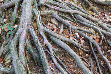 地面が削れてむき出しになった木の根