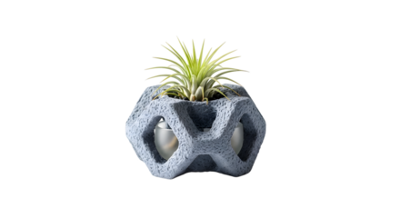 Air plant in gray geometric planter isolated on transparent background is displayed