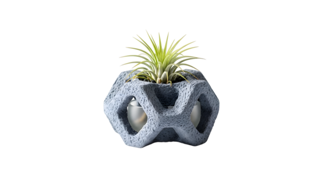Air plant in gray geometric planter isolated on transparent background is displayed