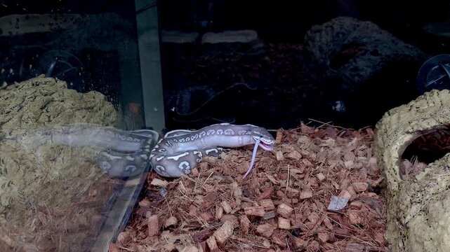 Ball python super mystic finishing eating a rat.